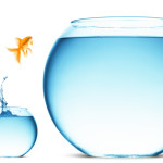 goldfish jumping out of the water