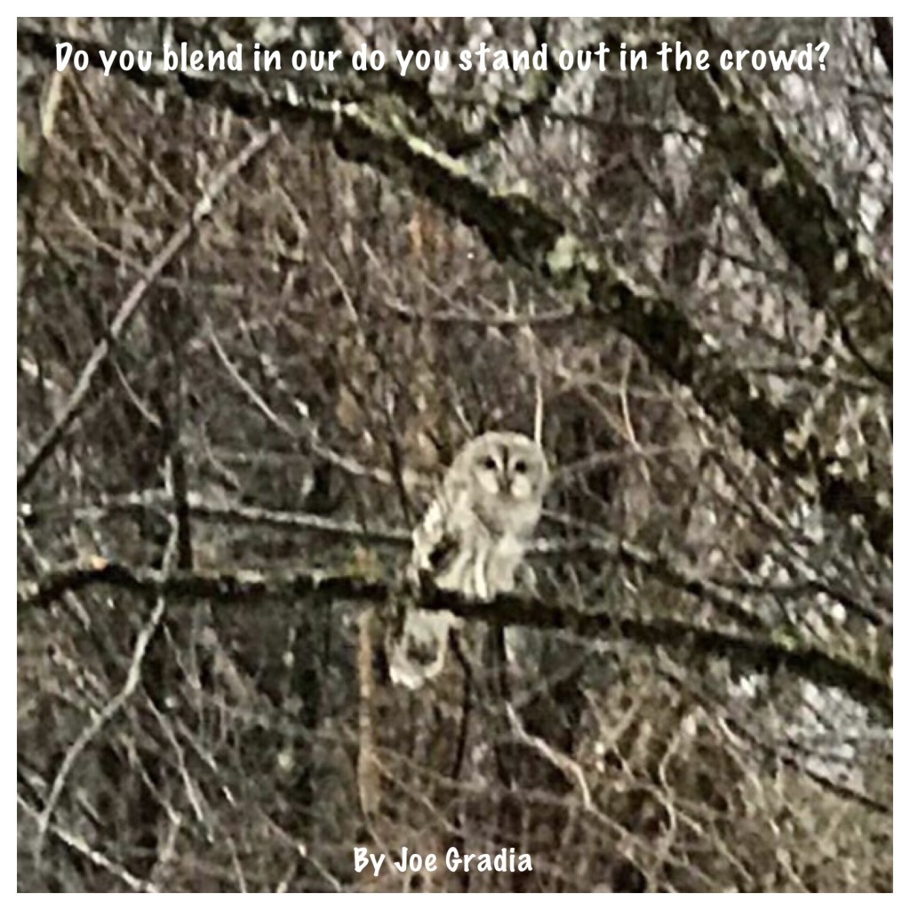 Do you stand out in a crowd or do you blend in? By Joe Gradia 