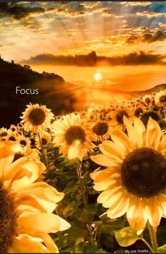 #focus By Joe Gradia 