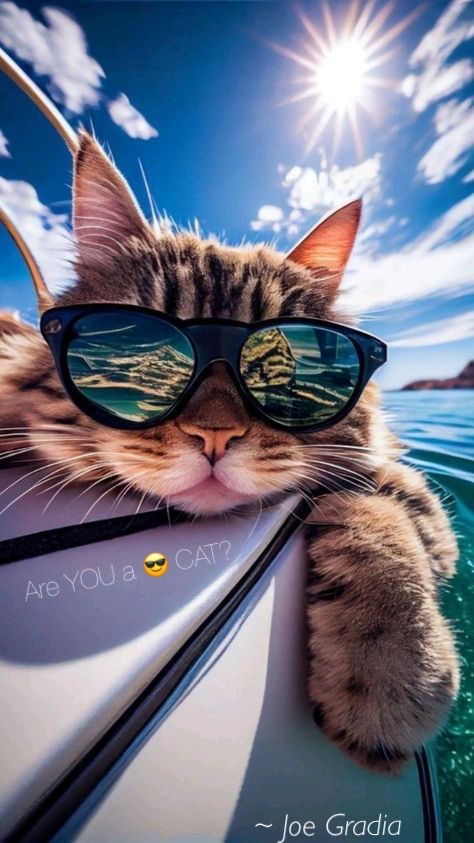 #onebadasscat By Joe Gradia